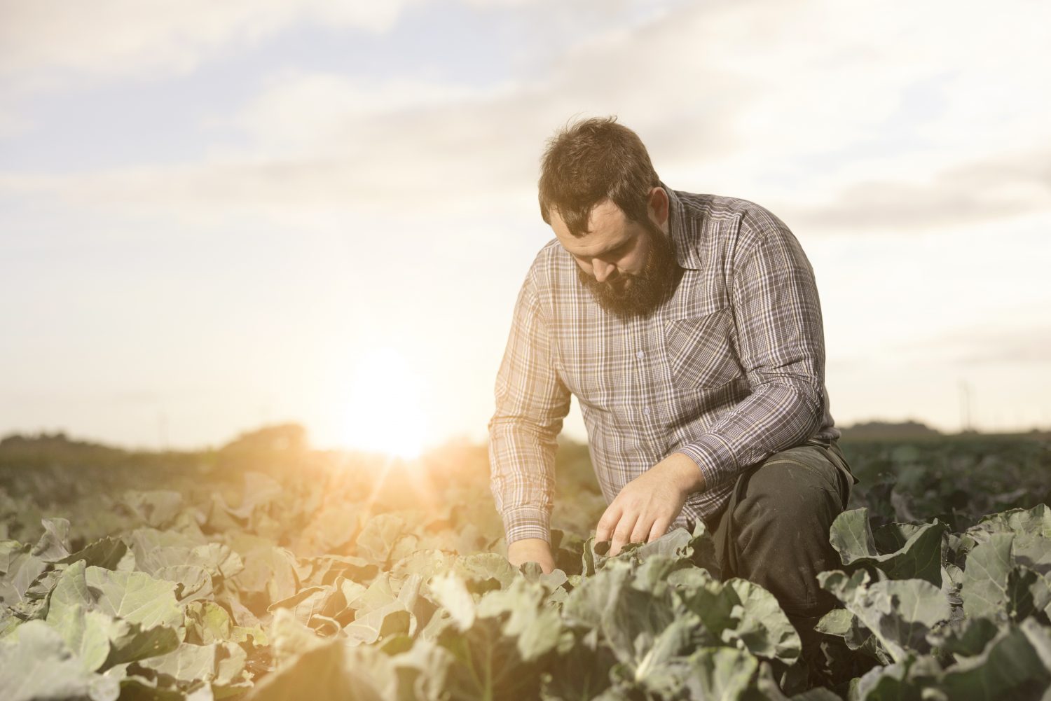 Staffens Gemüsegarten Dithmarschen Bioprodukte Naturkost Landwirt