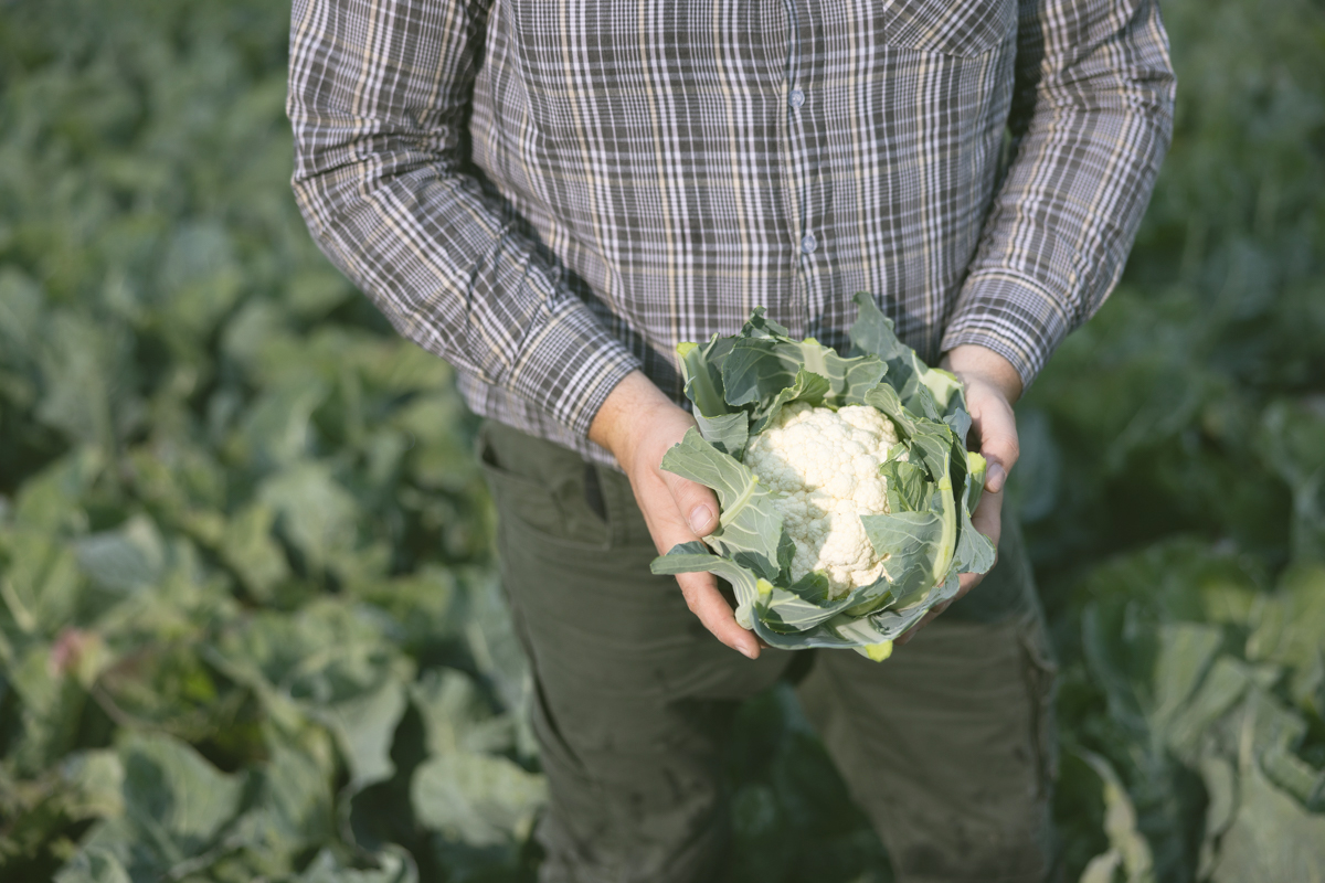 Staffens Gemüsegarten Dithmarschen Bioprodukte Naturkost Blumenkohl