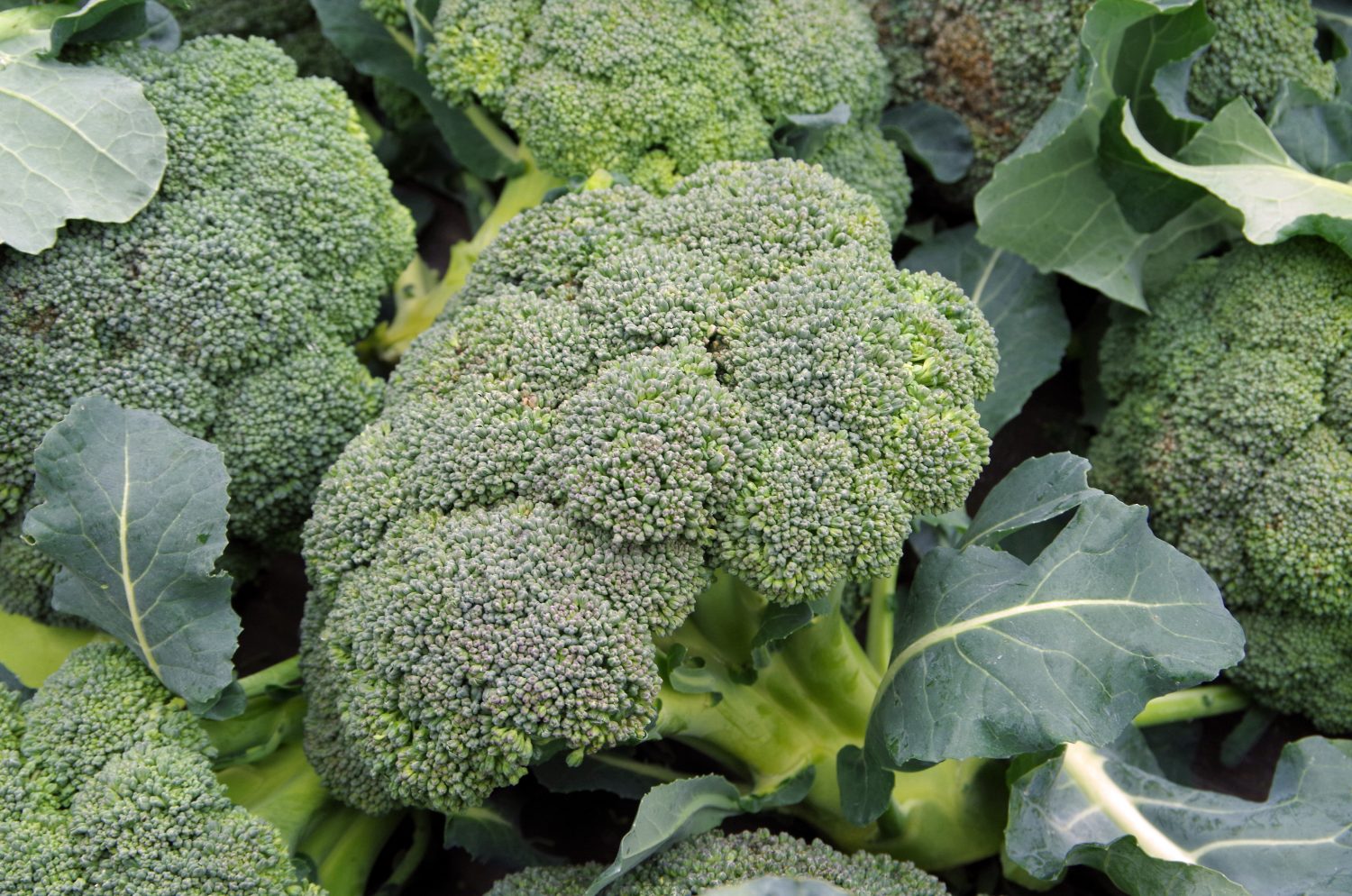 Staffens Gemüsegarten Dithmarschen Bioprodukte Naturkost Brokkoli