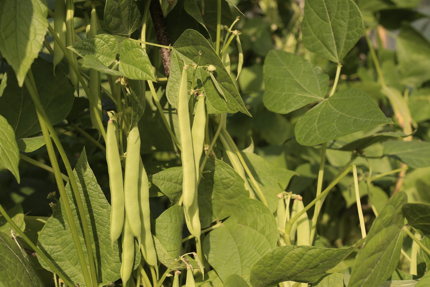 Staffens Gemüsegarten Dithmarschen Bioprodukte Naturkost Buschbohnen