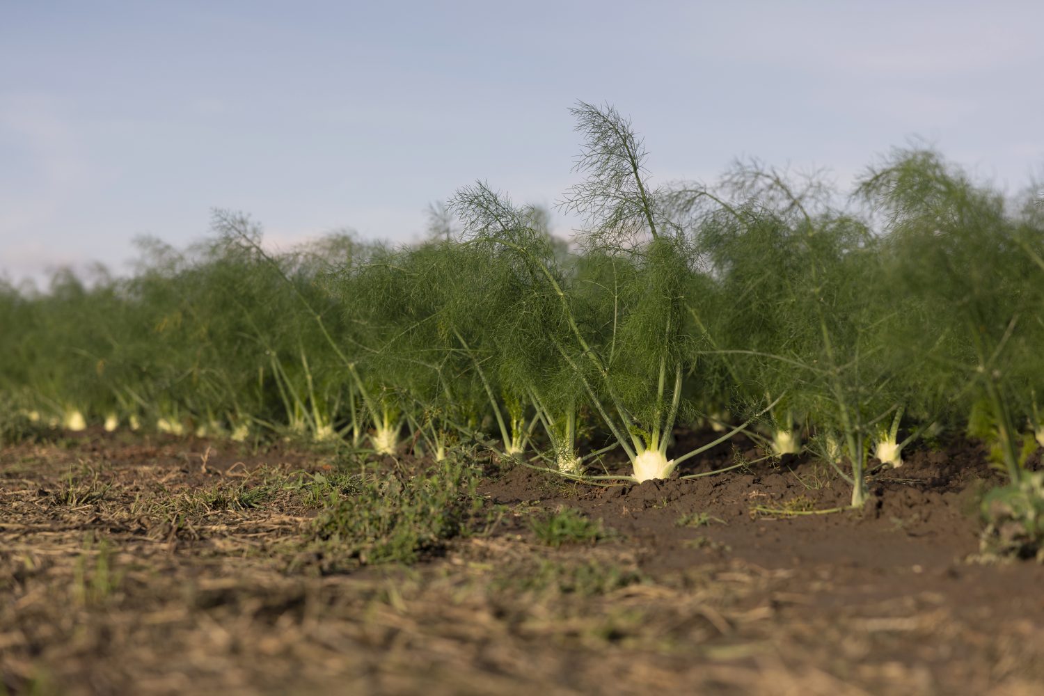 Staffens Gemüsegarten Dithmarschen Bioprodukte Naturkost Fenchel