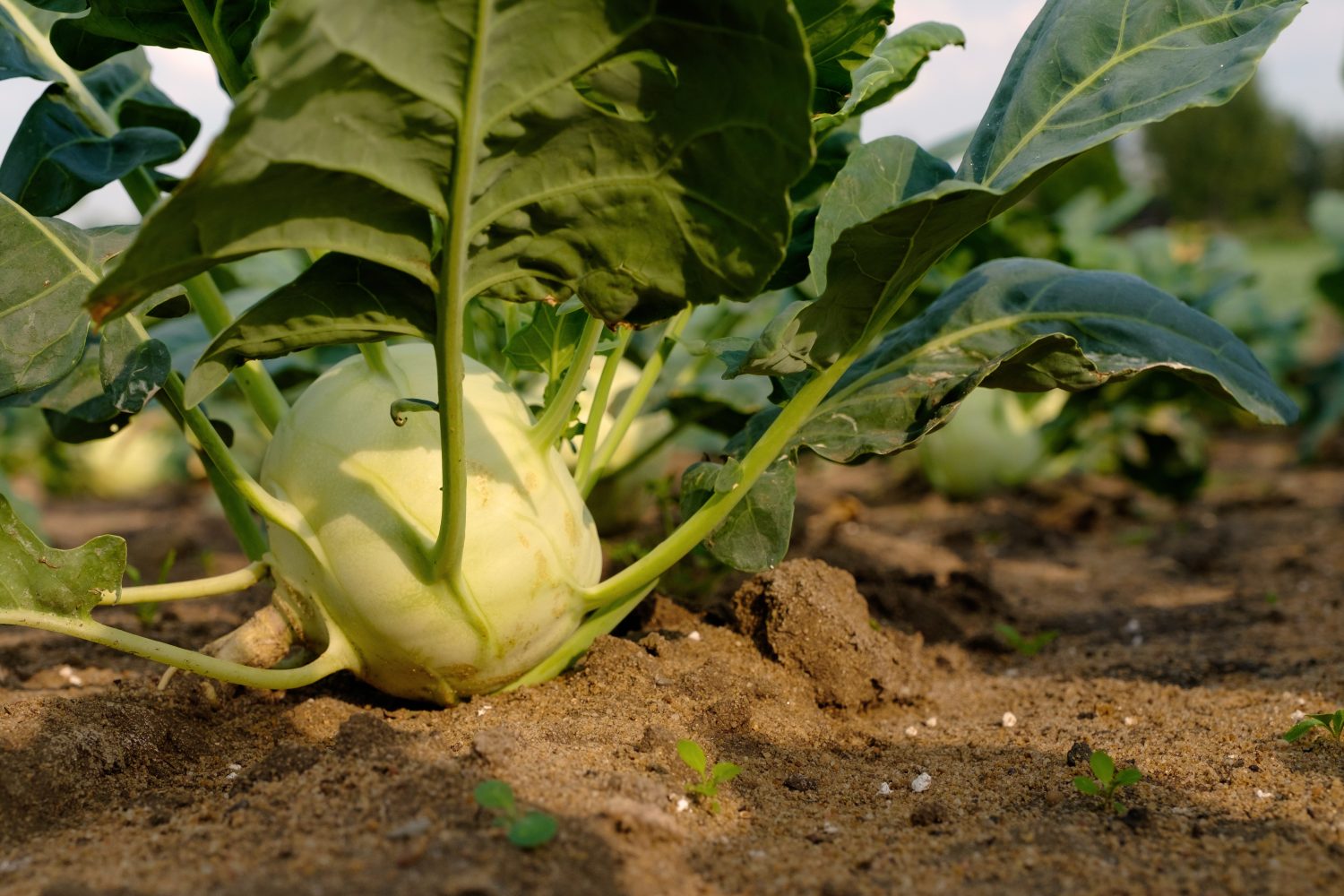 Staffens Gemüsegarten Dithmarschen Bioprodukte Naturkost Kohlrabi