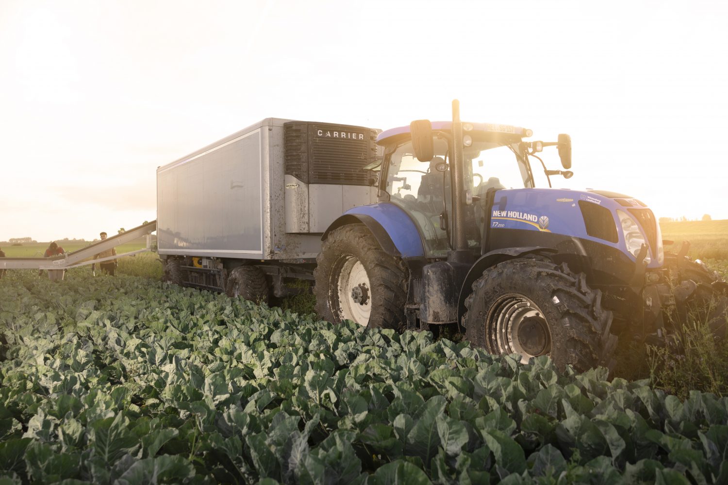 Staffens Gemüsegarten Dithmarschen Bioprodukte Naturkost Feldarbeit
