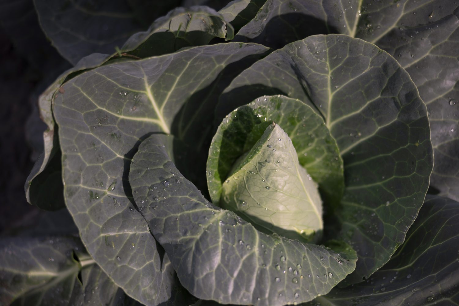 Staffens Gemüsegarten Dithmarschen Bioprodukte Naturkost Spitzkohl