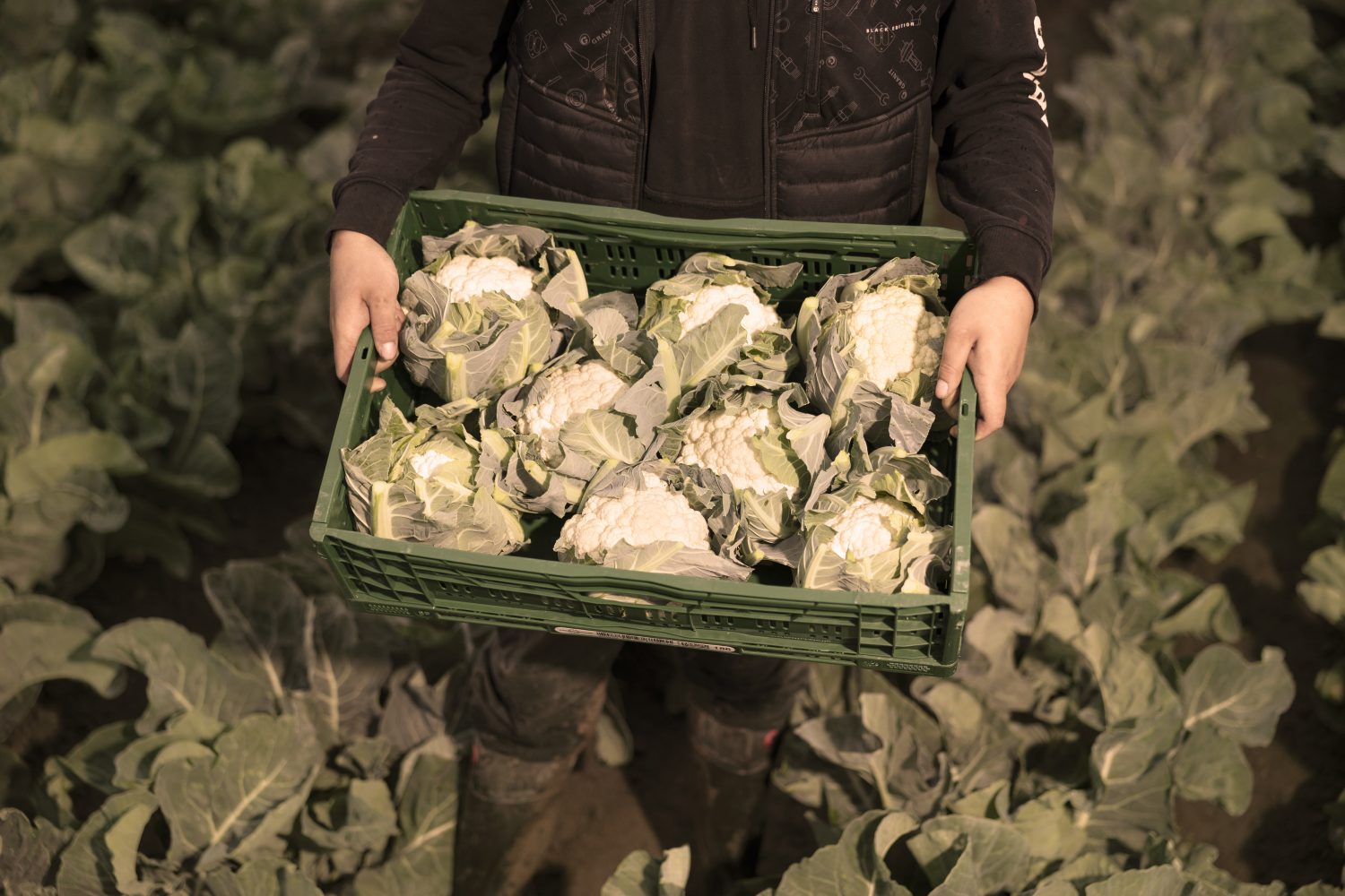 Staffens Gemüsegarten Dithmarschen Bioprodukte Naturkost Blumenkohl