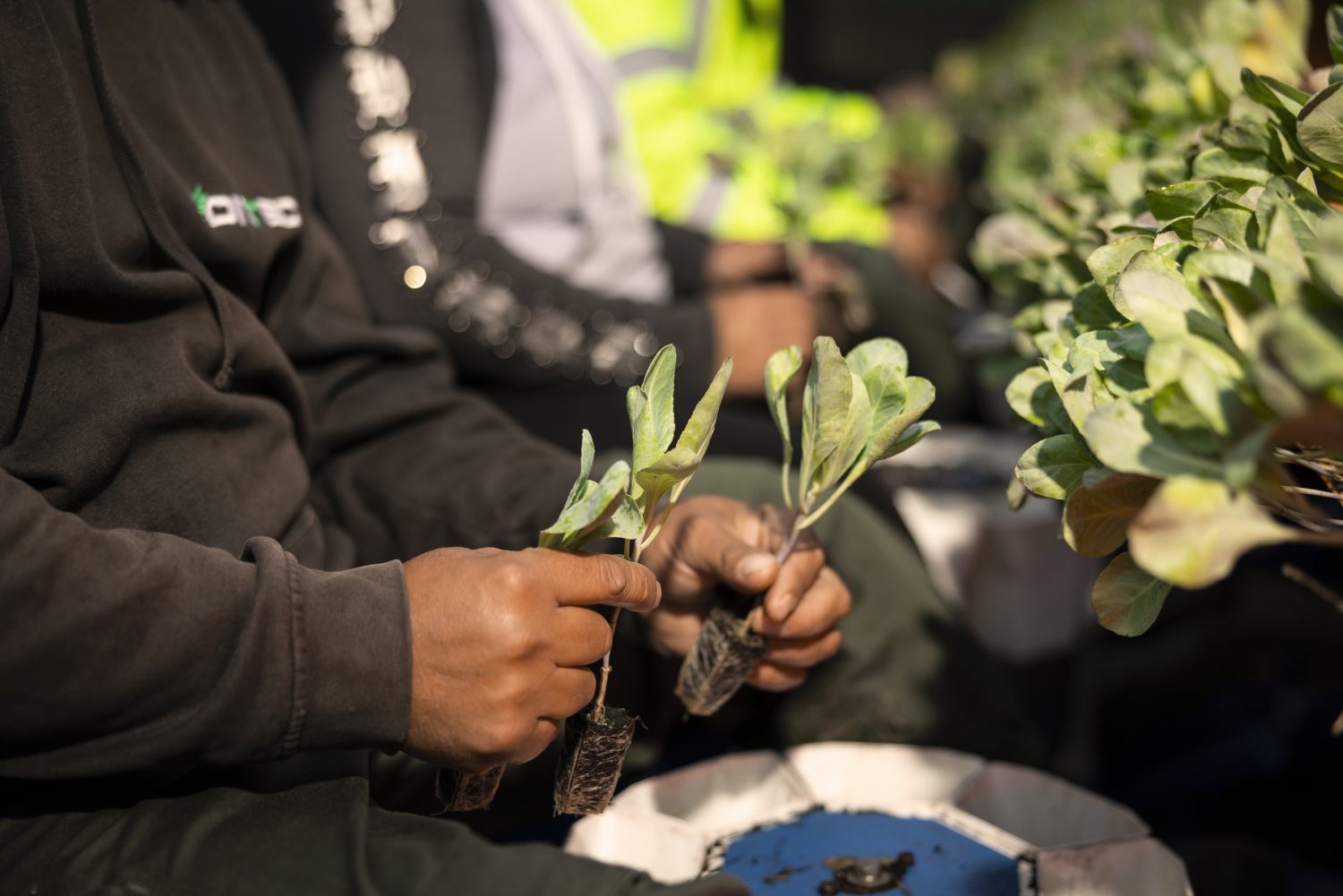 Staffens Gemüsegarten Dithmarschen Bioprodukte Naturkost Setzlinge